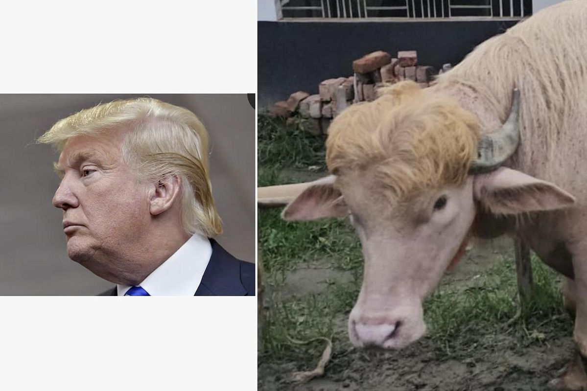 A Buffalo Named ‘Donald Trump’ Goes Viral in Bangladesh