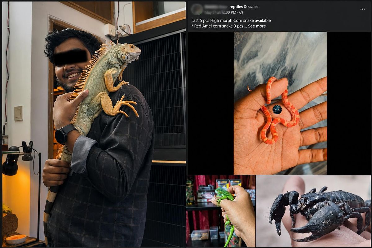 Illegal Exotic Animal Trade Thrives on Facebook