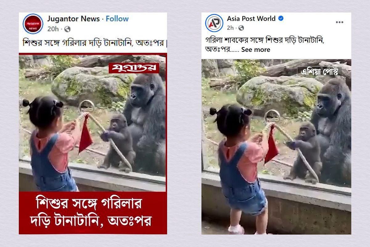 Jugantor, Asia Post Among Media Outlets Sharing AI-Generated ‘Gorilla and Child’ Video